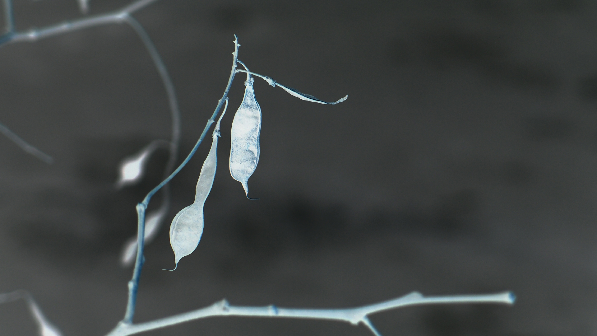 2021-03-10 Hanno Leichtmann - 1996 Monolith (rauschpartikel Remix 1 - 3)